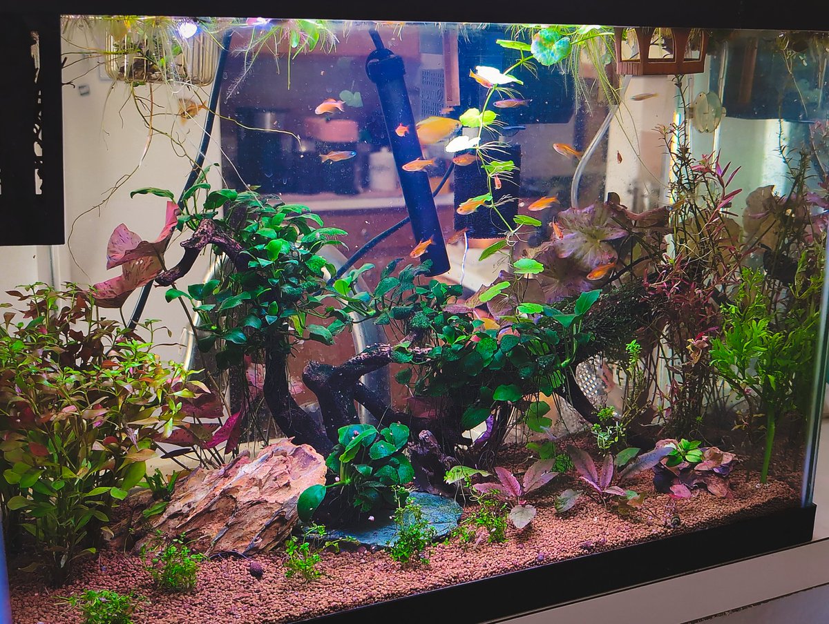 Ginny 🌸 tweet media