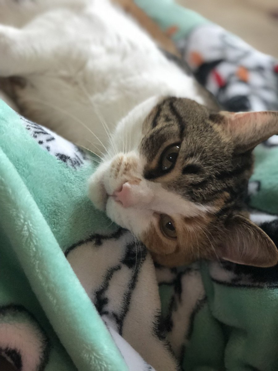 Panda_Moany_yum 🐼 tweet media