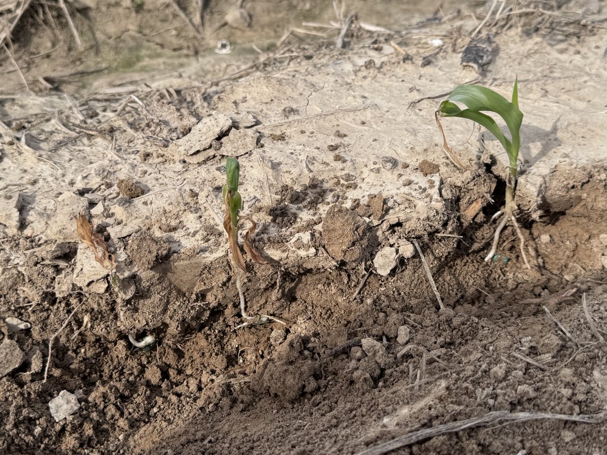 Hank Jones tweet media