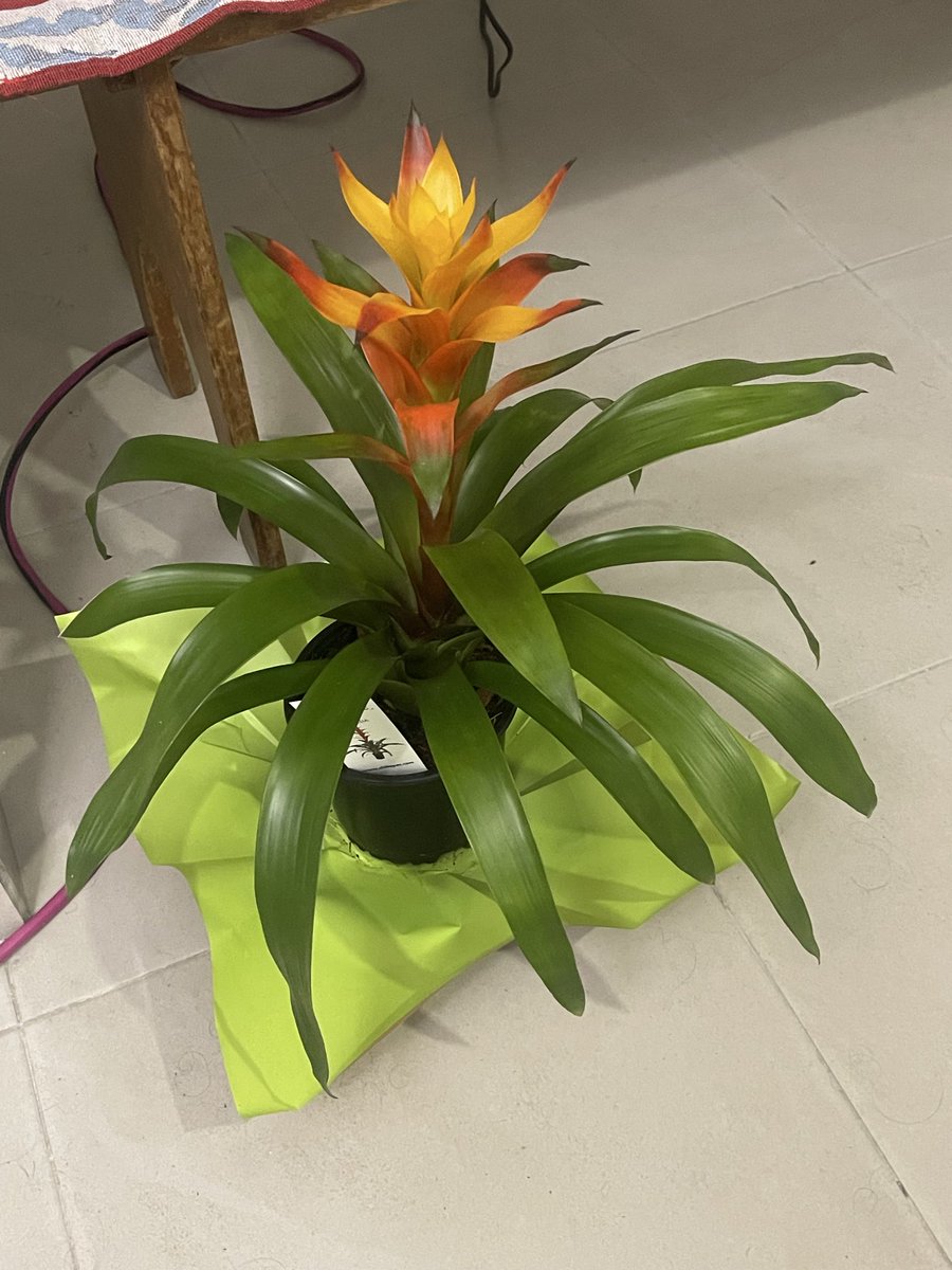 Edgar Agustin Lazcano acosta tweet media