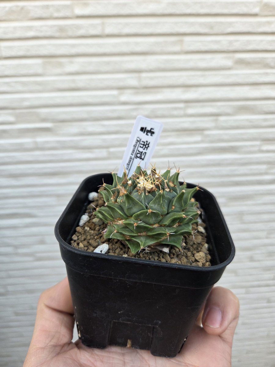 ローリー tweet media