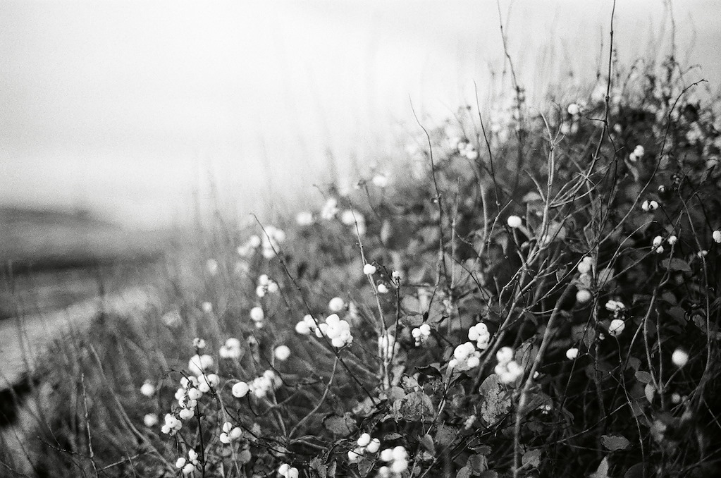 captive dreamer tweet media