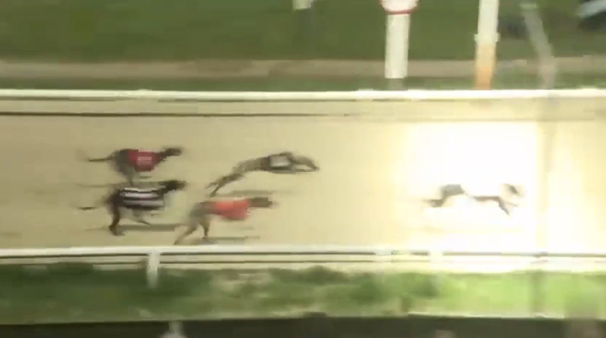 MDM Greyhound Tips tweet media