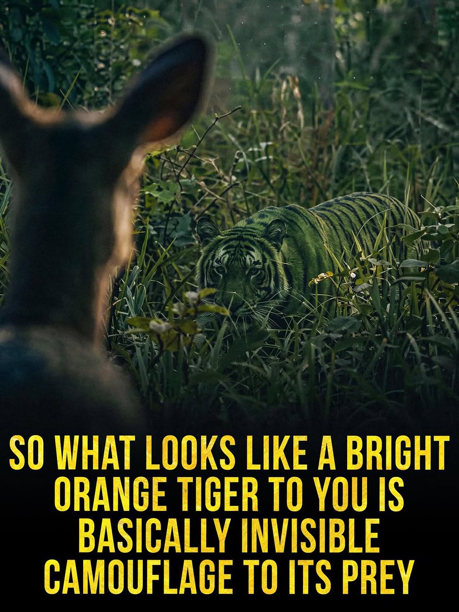 It didn't make sense to me before until I saw this! 🤯🐯
#savetigers #InternationalTigerDay #Tigers #tiger #MindBlowingFacts