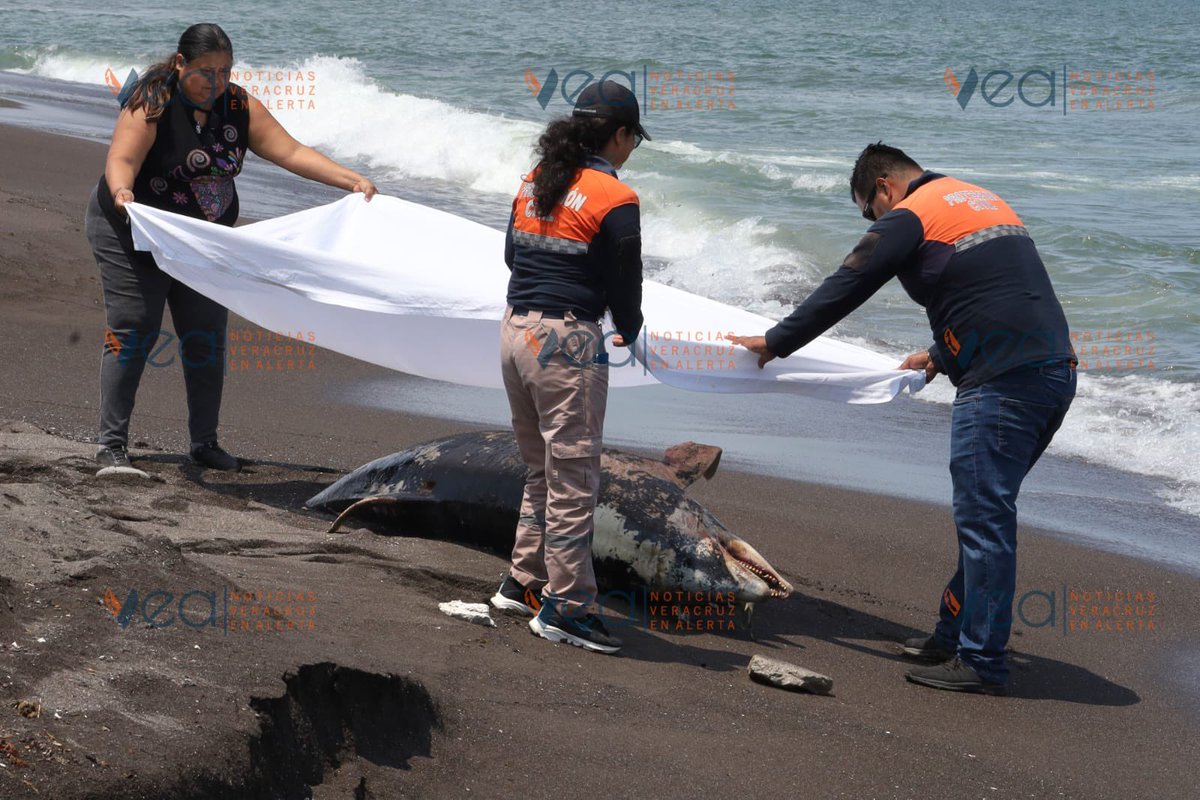 Vicente_Galvez's tweet photo. Aparece el cadáver de un delfín en las costas de Veracruz.

En lo que terminan de armar su “grupo interdisciplinario” para investigar el derrame petrolero que ya lleva más de una semana y no saben su origen… 👇 https://t.co/Qds5dLkixW