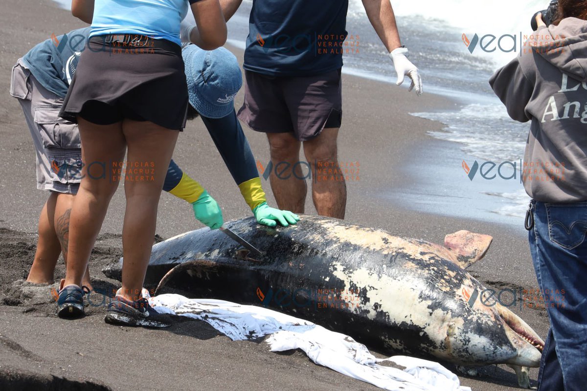 Vicente_Galvez's tweet photo. Aparece el cadáver de un delfín en las costas de Veracruz.

En lo que terminan de armar su “grupo interdisciplinario” para investigar el derrame petrolero que ya lleva más de una semana y no saben su origen… 👇 https://t.co/Qds5dLkixW