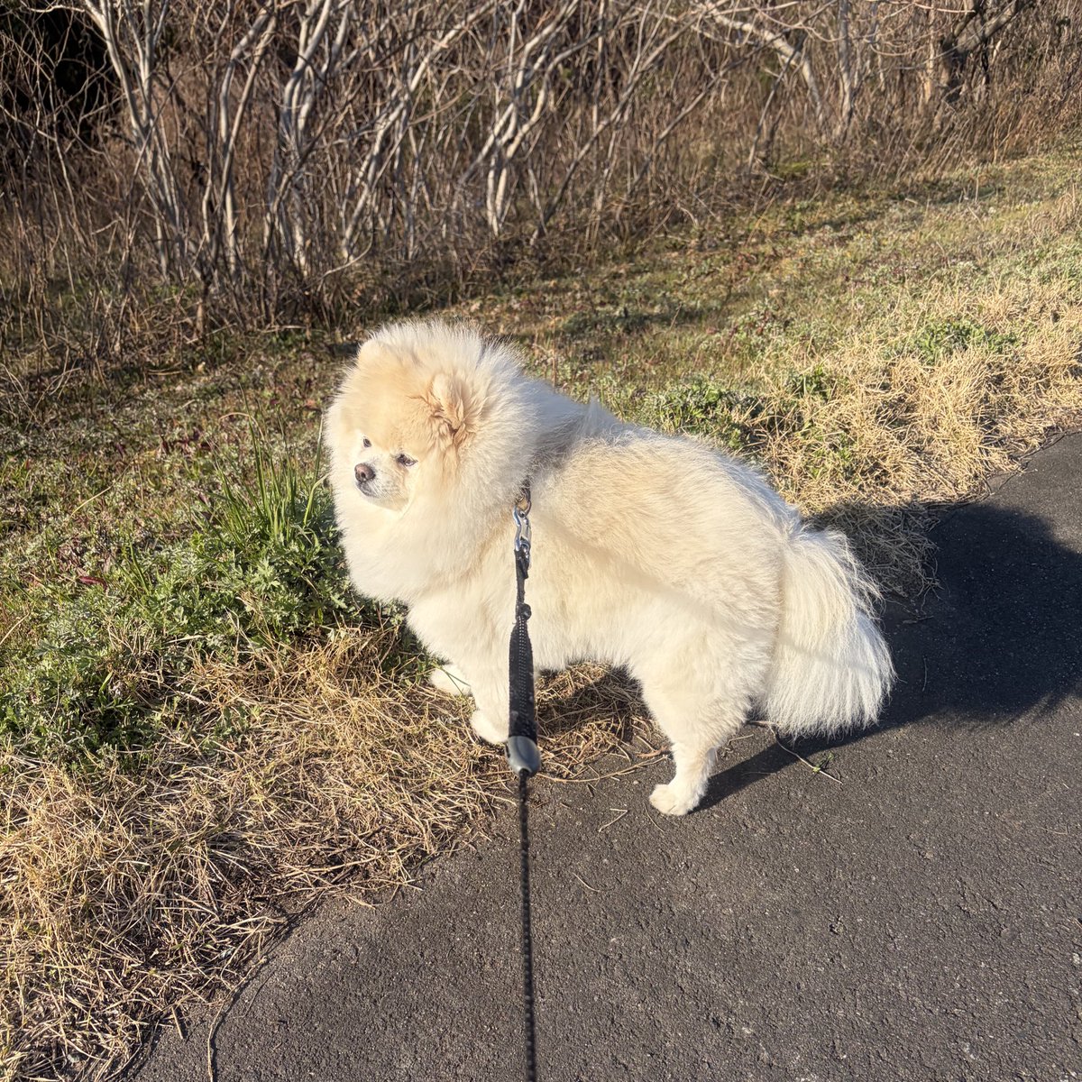 ちくわ（白ポメラニアン） tweet media