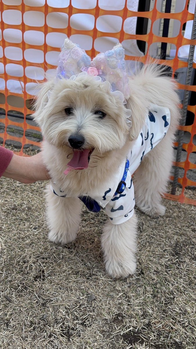 ワイズ通商＠新卒採用【提案物流のパイオニア】 tweet media