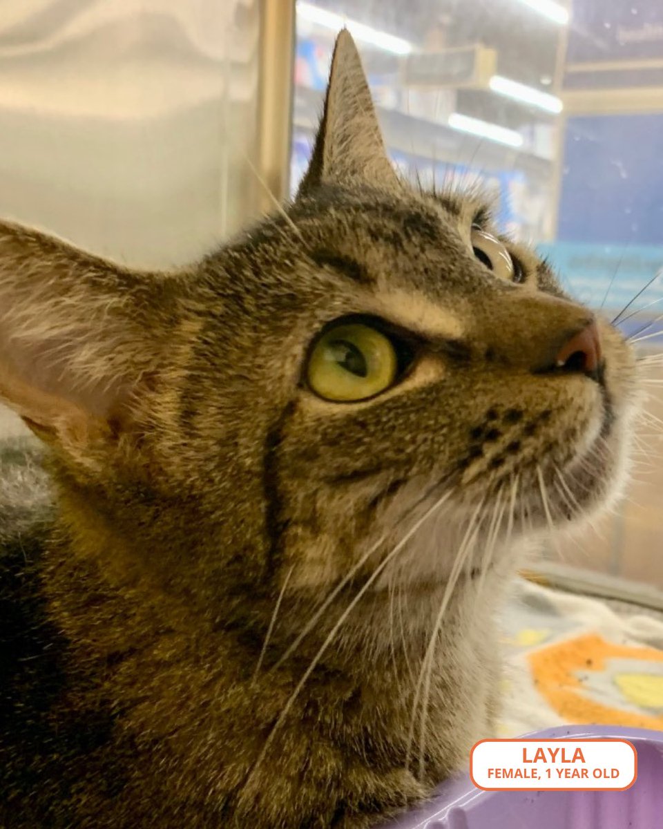 FeralCatProgramGA tweet media