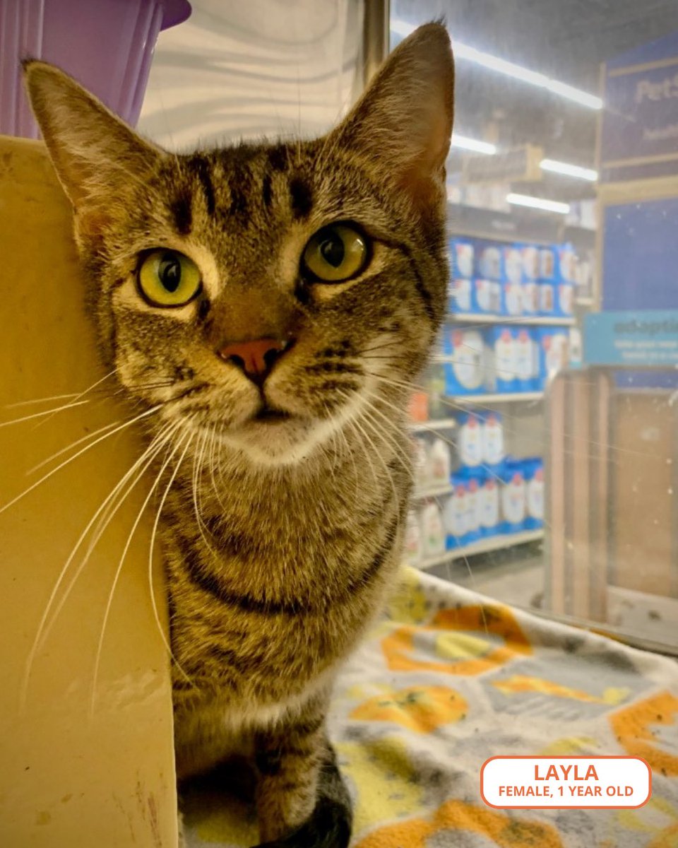 FeralCatProgramGA tweet media