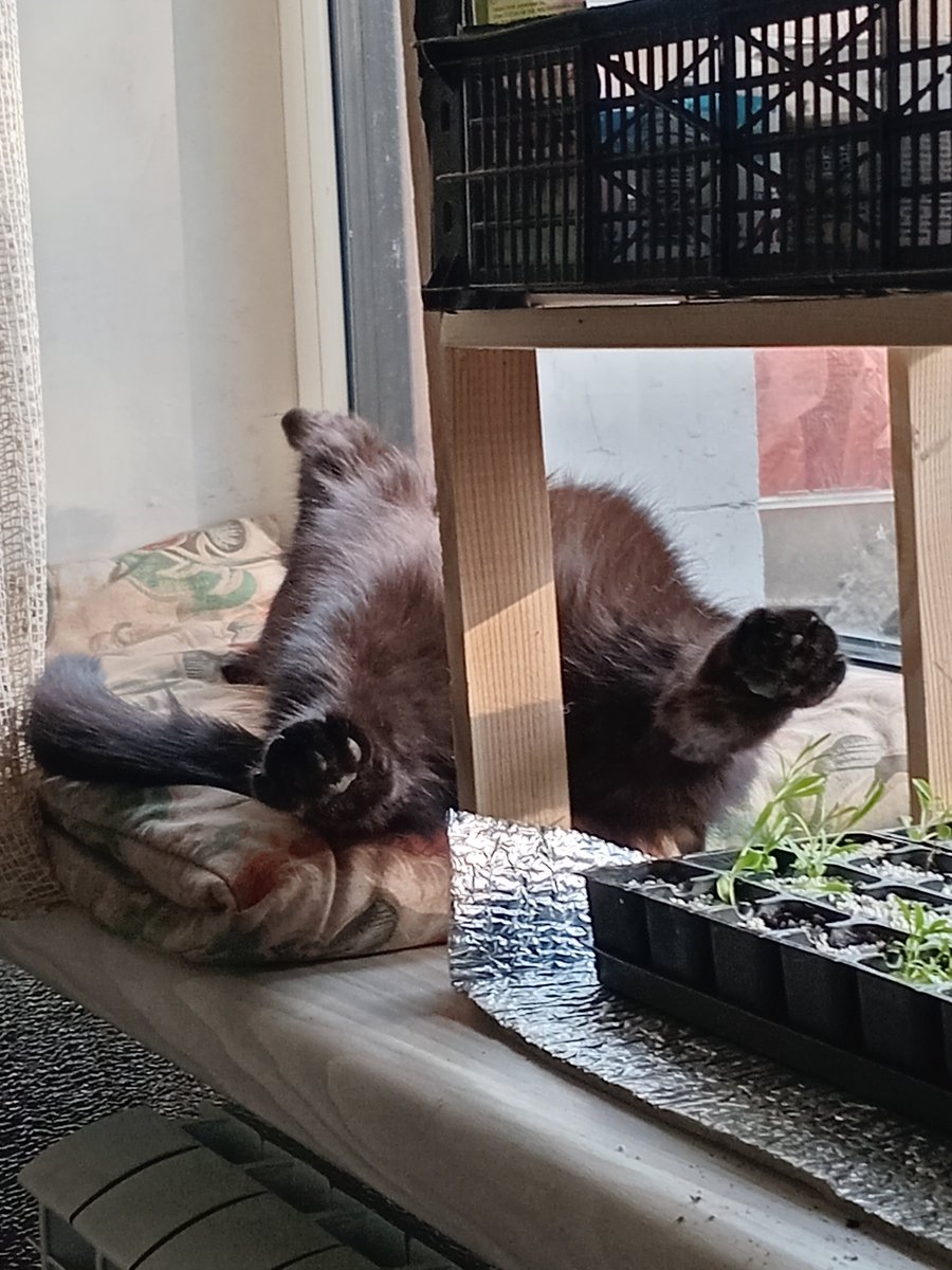 пані холодний носик tweet media