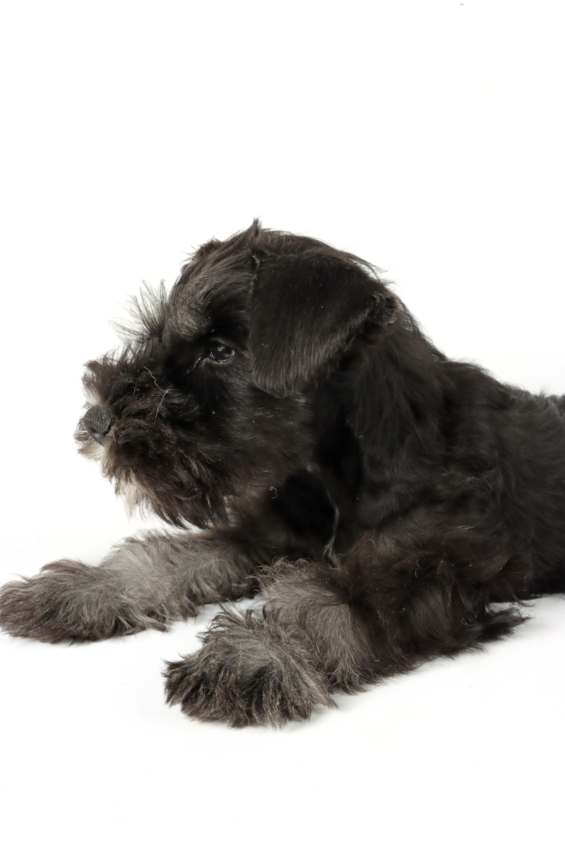 ron jordam tweet media