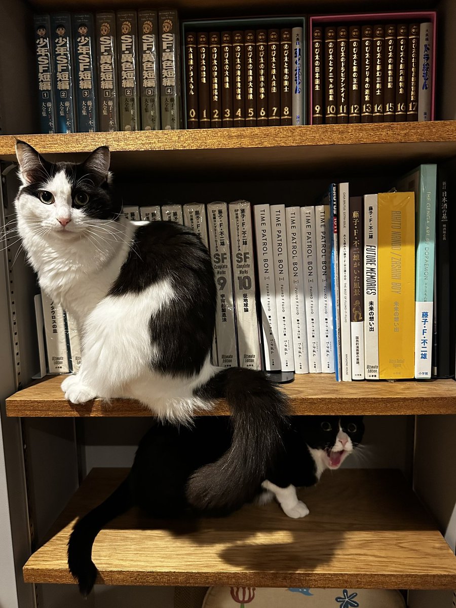 アンとミシェル Anne & Michelle tweet media