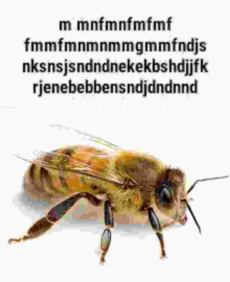 12,000 angry bees (@wwaltuhh) on Twitter photo 