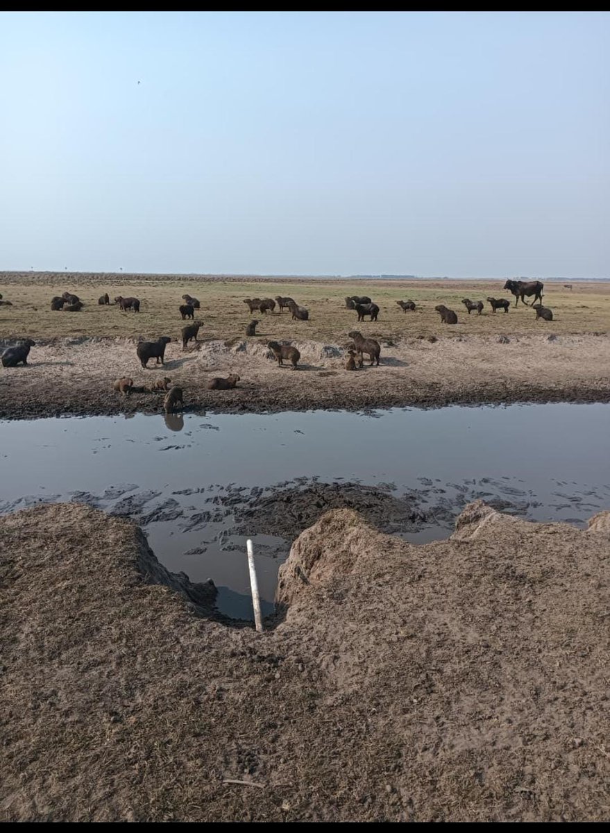 La Primavera Pasion Ganadera tweet media
