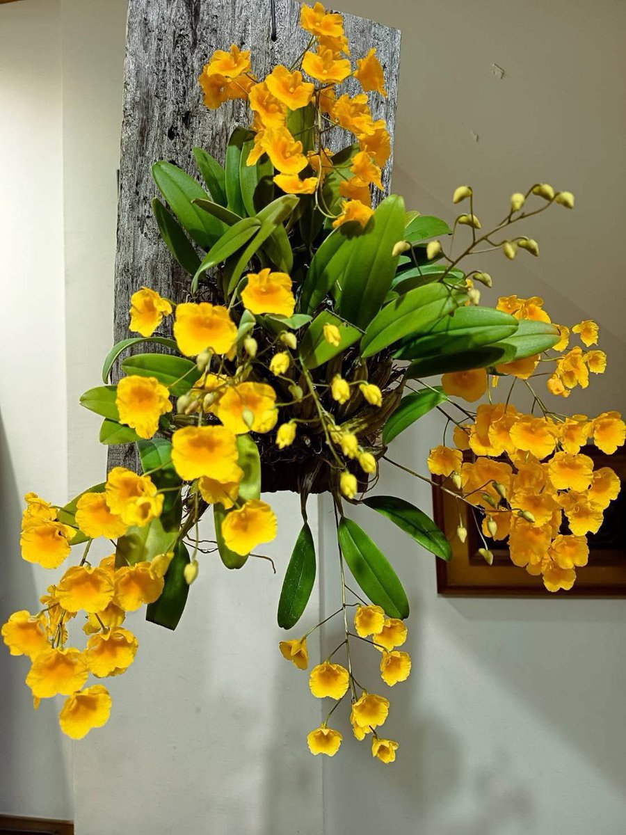 青旻居士 tweet media