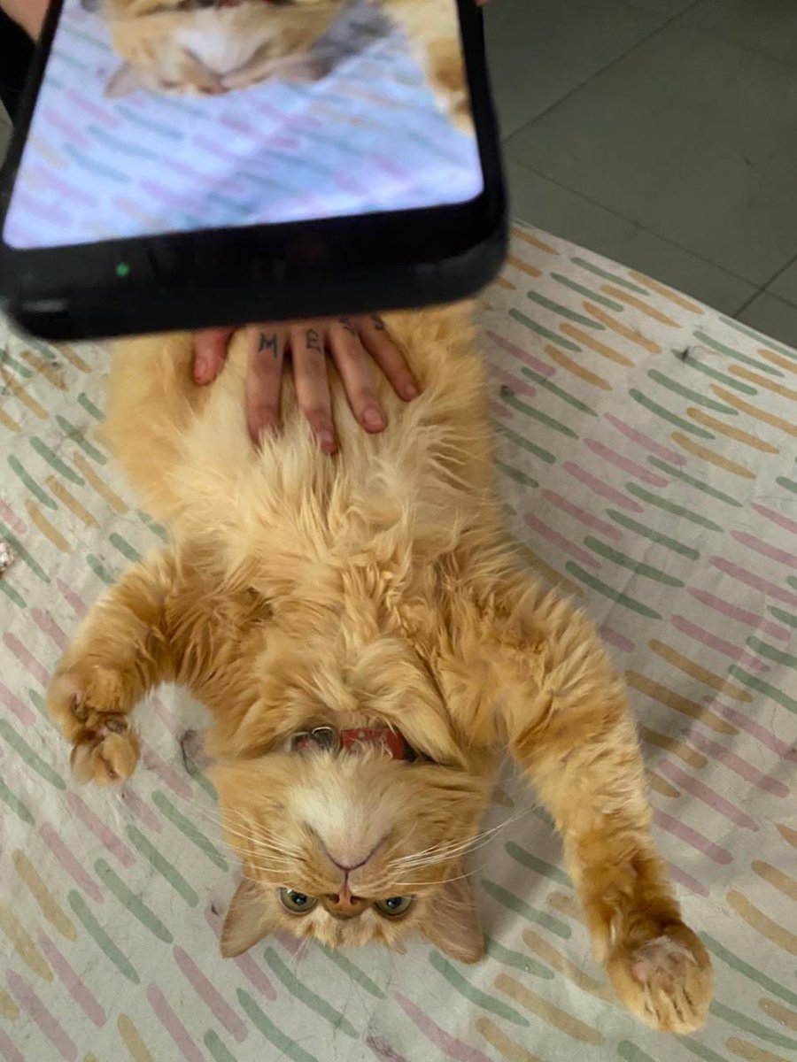 narru gripp tweet media