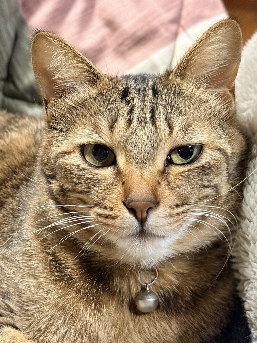 ピカルん❤️‍🔥(◆`ㅅ´◆) tweet media