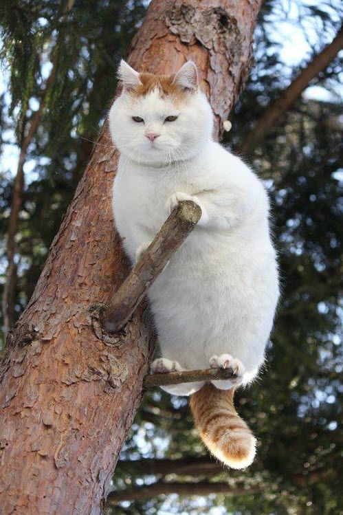 JetLagKitty tweet media