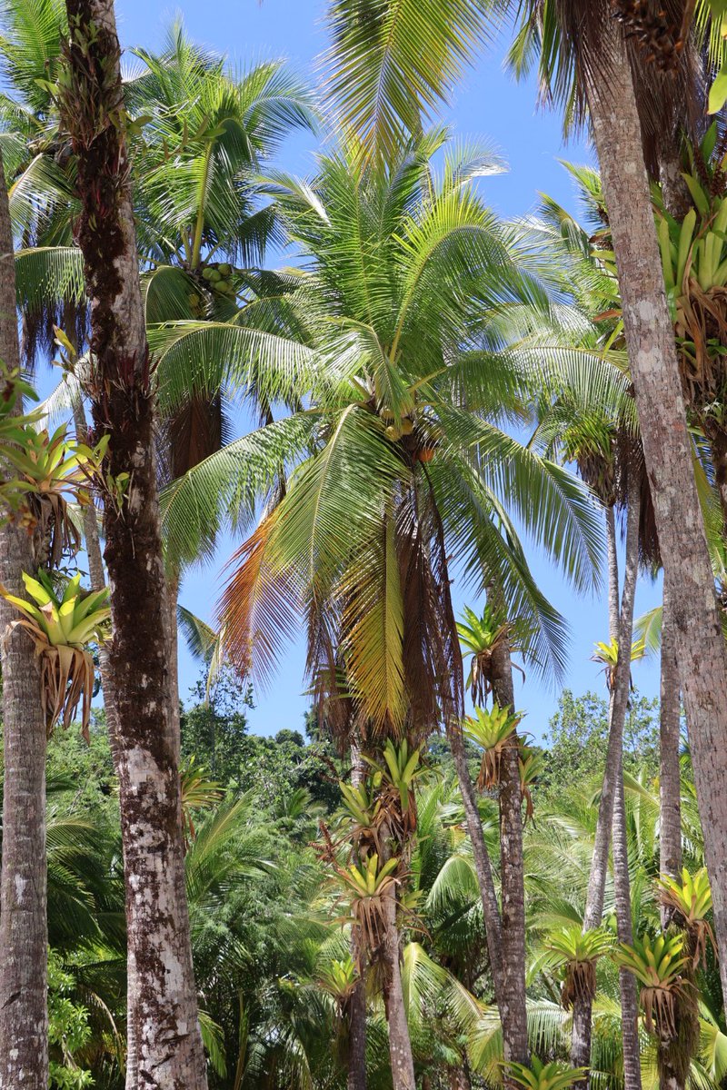 monthybatista's tweet photo. 📍Parque Nacional Isla Coiba  

El domingo empezó bien madrugado: maletas listas y baño a las 4:00 a.m.🥶. Pero valió totalmente la pena.  

Un día entre:  
• Sol ☀️  
• Lanchas 🚤  
• Snorkel 🤿  
#Coiba #Trip https://t.co/5itRyxVWuq