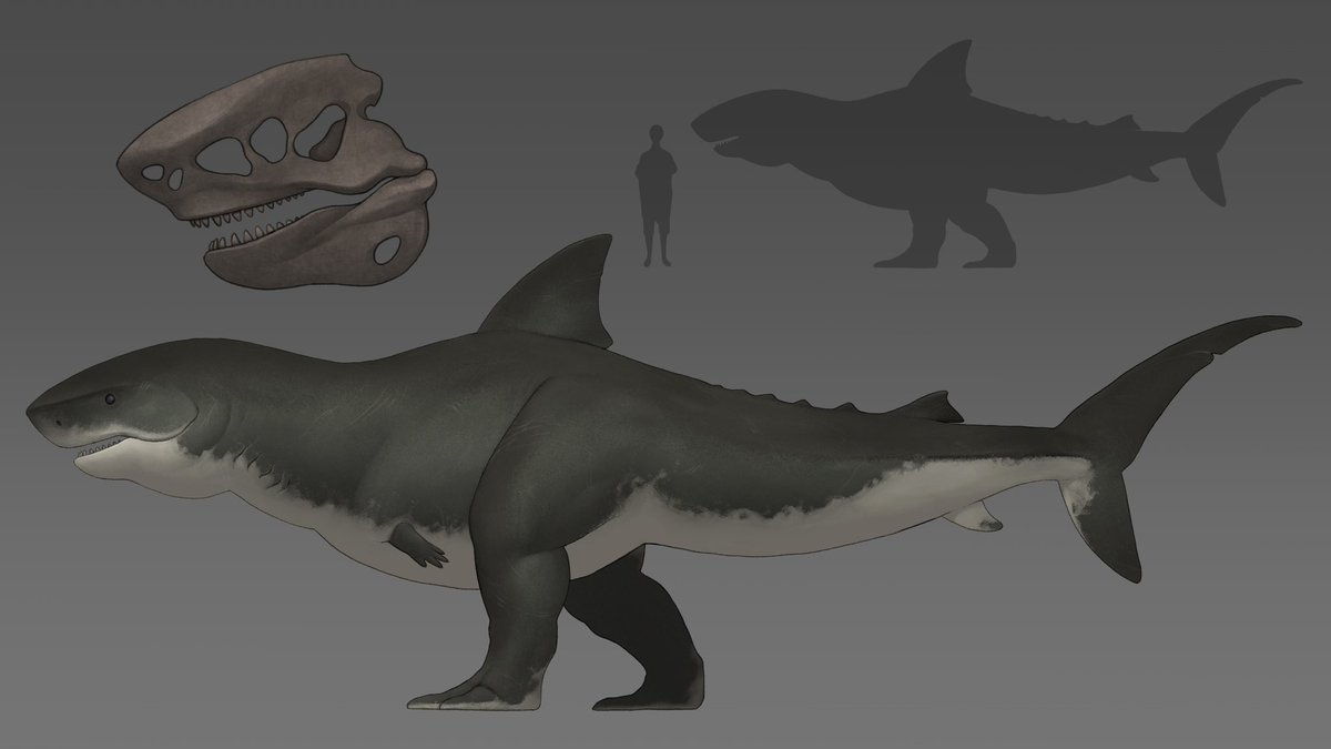 nao70shark tweet media