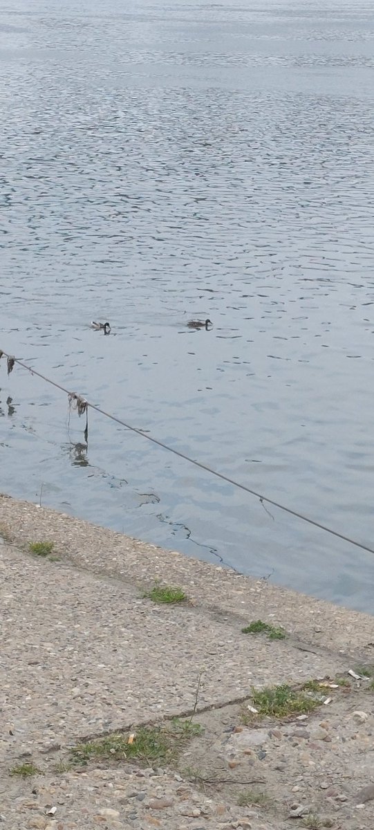 Ravničarka tweet media