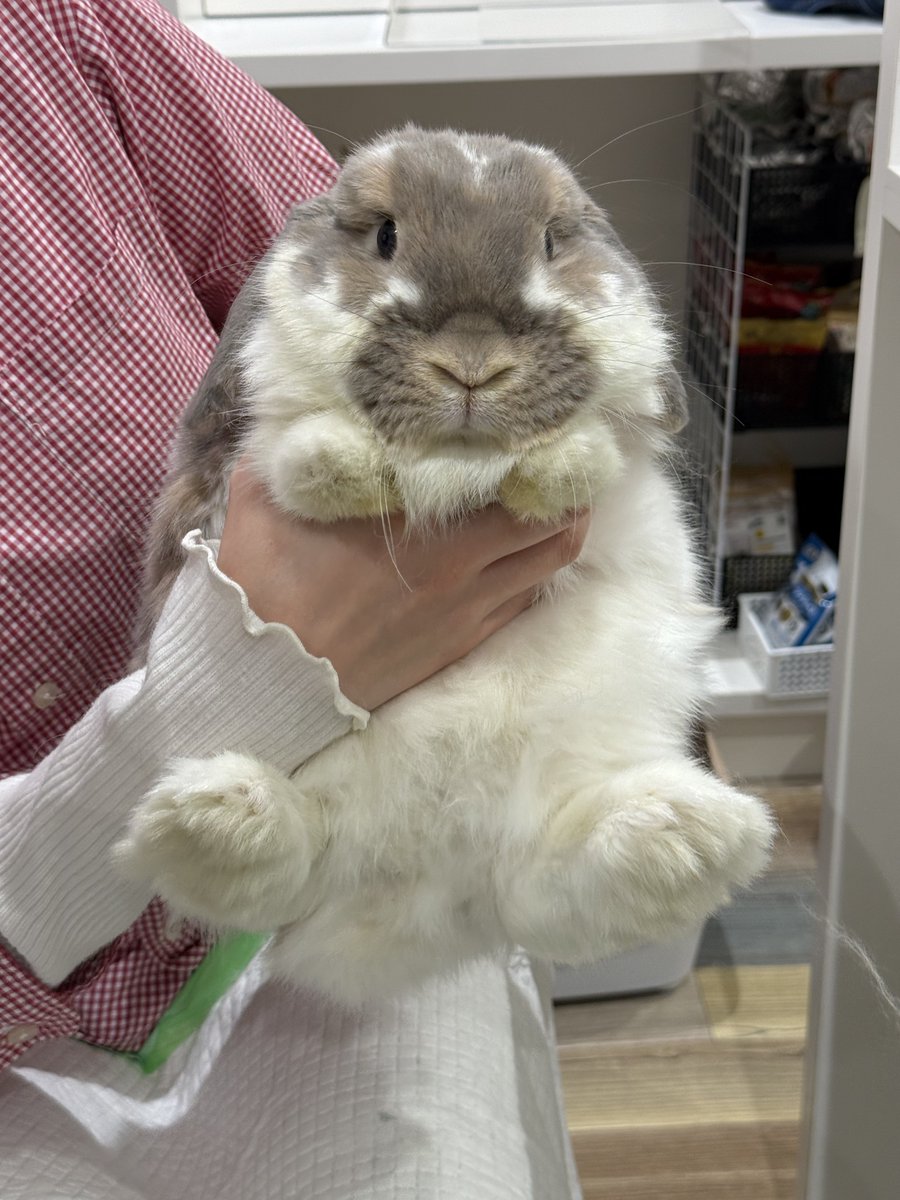 うさぎのミミちゃん🐰 tweet media