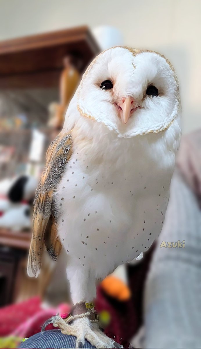 imaima（いまいま） tweet media