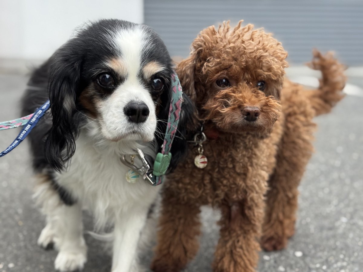 門田充宏 / Mitsuhiro Monden tweet media