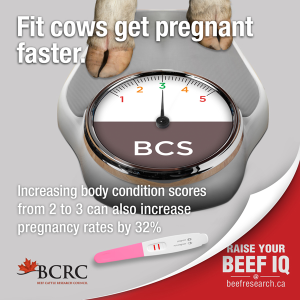 Beef Cattle Research Council tweet media