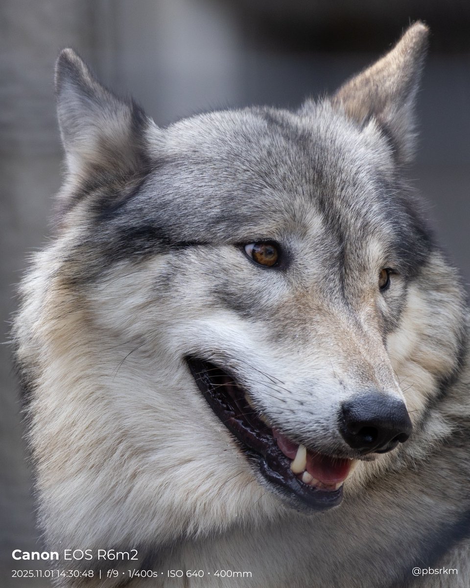 あいうえおおかみ🐾 tweet media