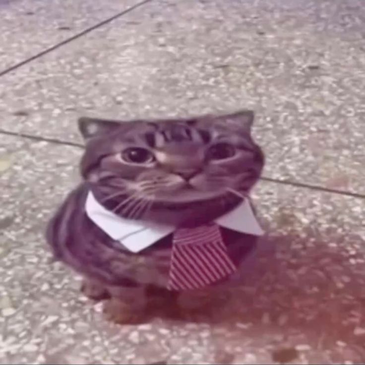 🐑｡⁠*⁠♡Kay_Ghost_2✧⁠*.⁠｡🧭 tweet media