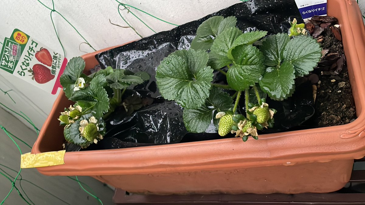 かごしまSS167 JE6AKP tweet media