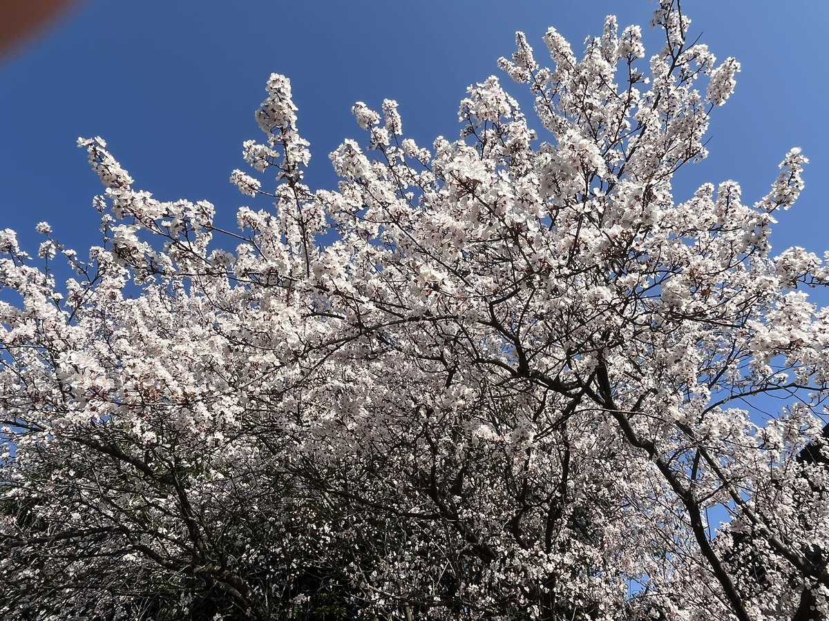 ソウパパ@カフェ tweet media