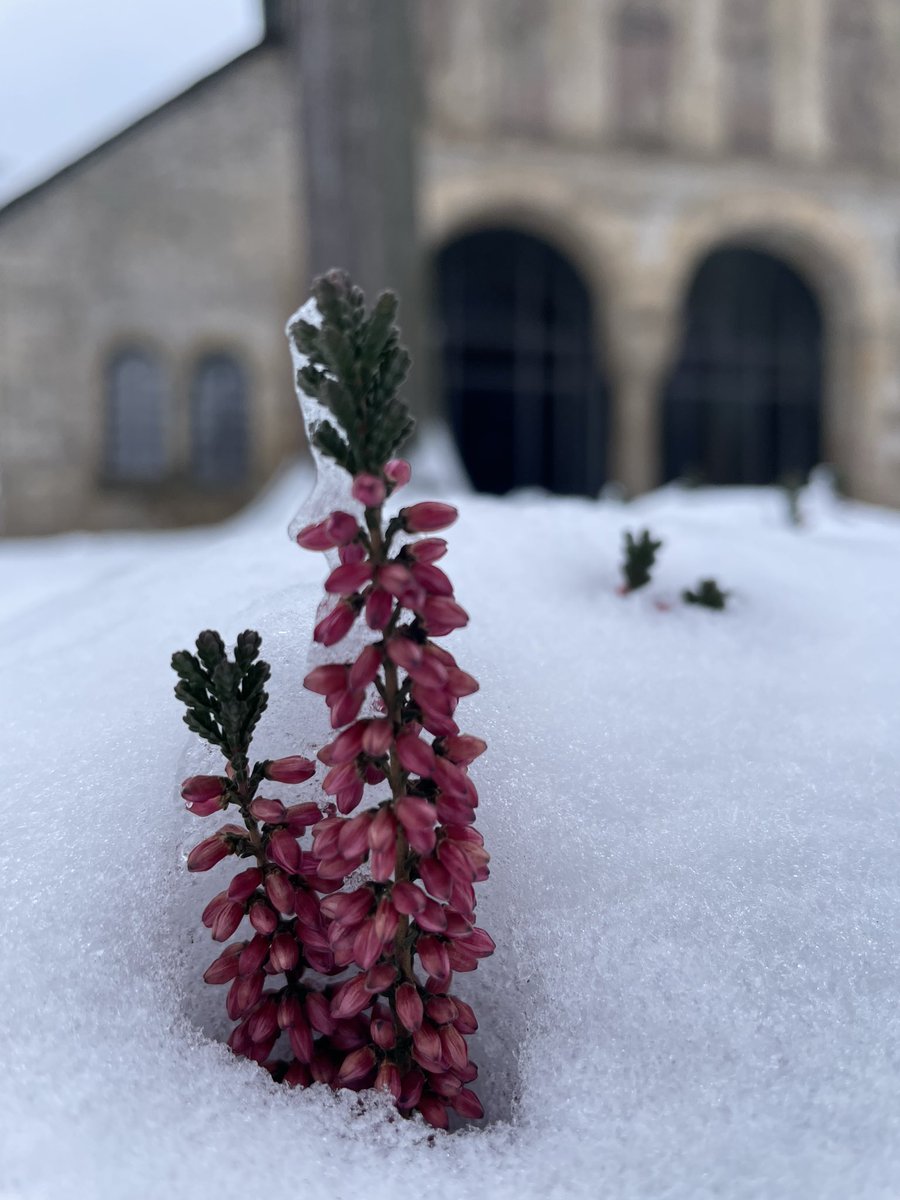 Sen, başıma gelen en güzel dertsin;
Karın altında açan çiçek gibi,
Yüreğimde yeşerttiğin umudu seveyim…