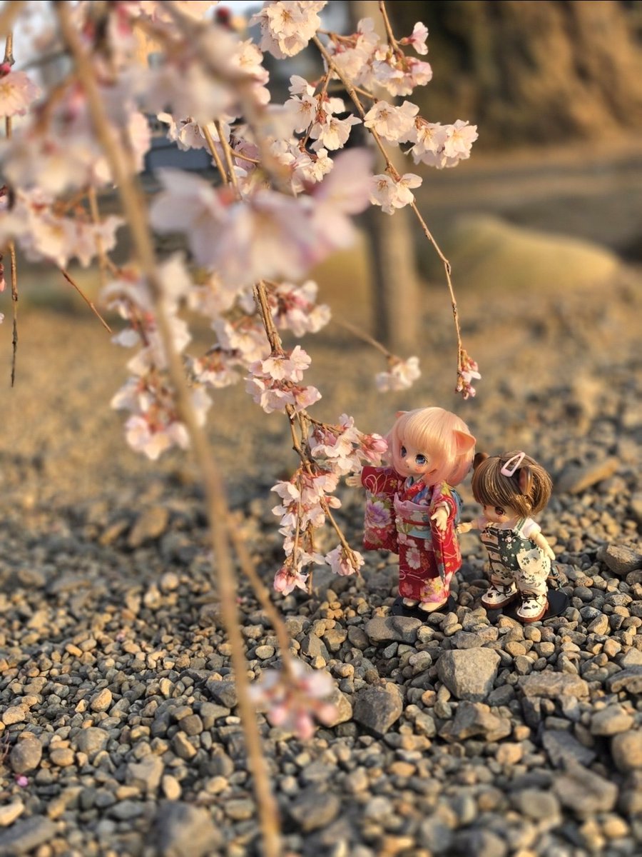 マシロ tweet media