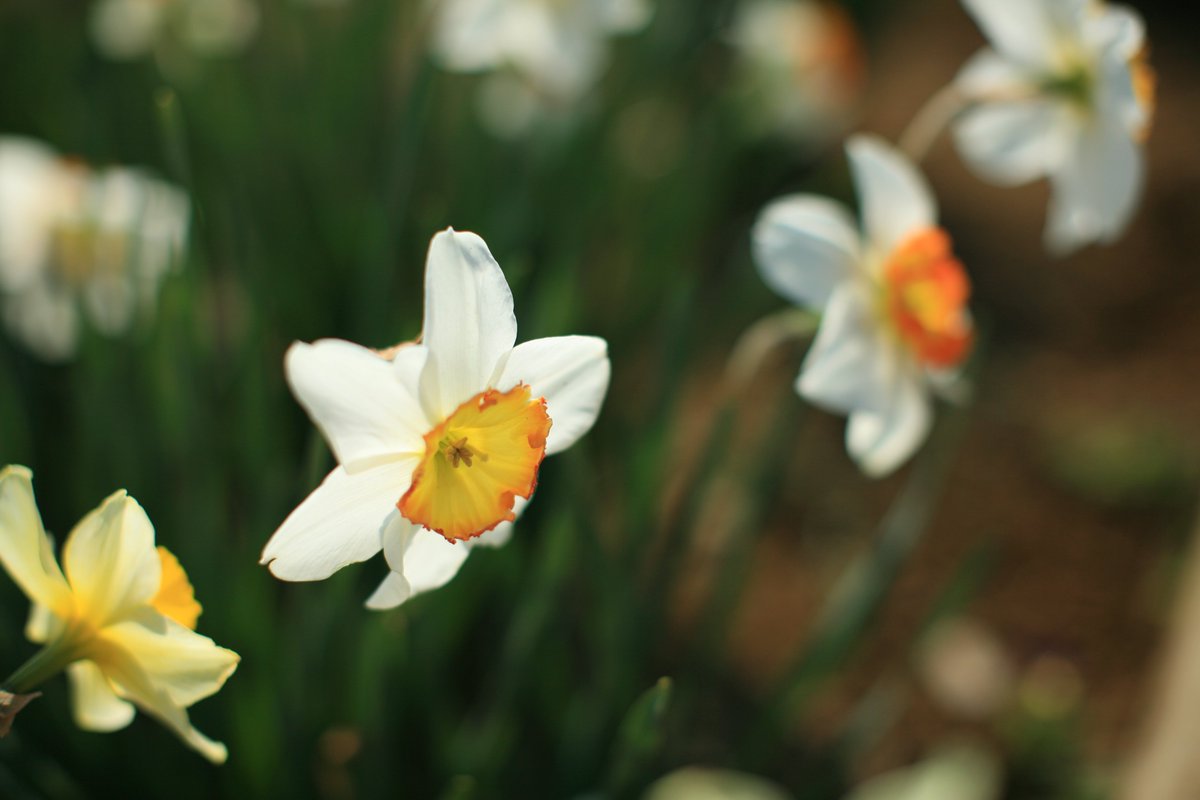 SiraSaki tweet media