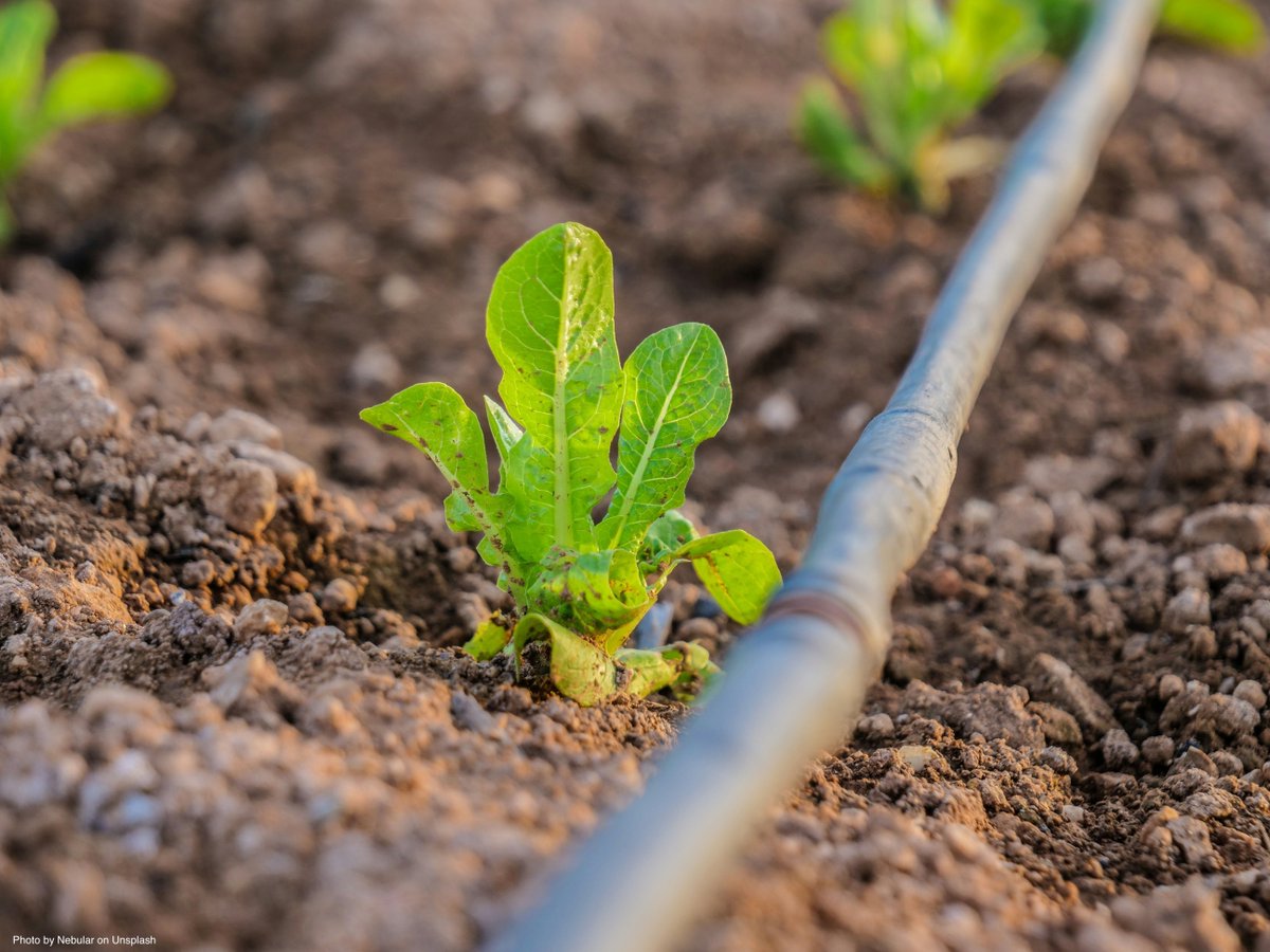 Western IPM Center tweet media