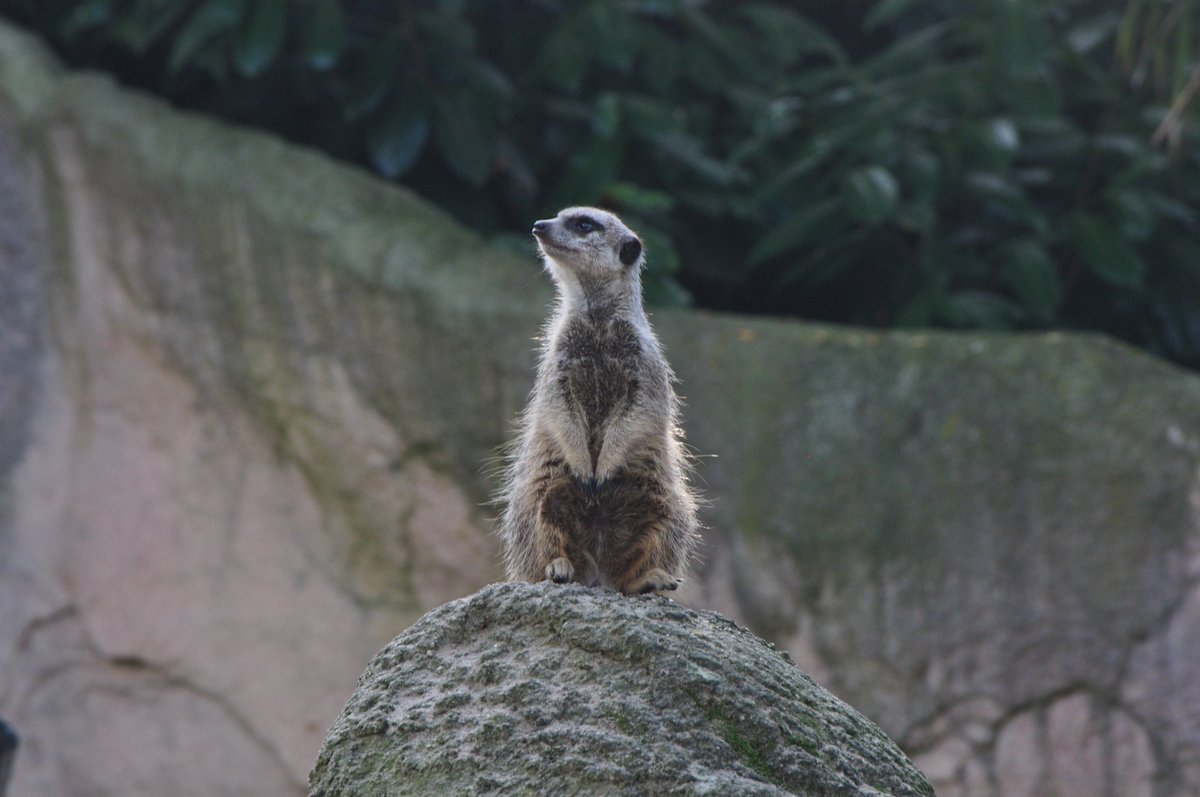Meerkat daily #510