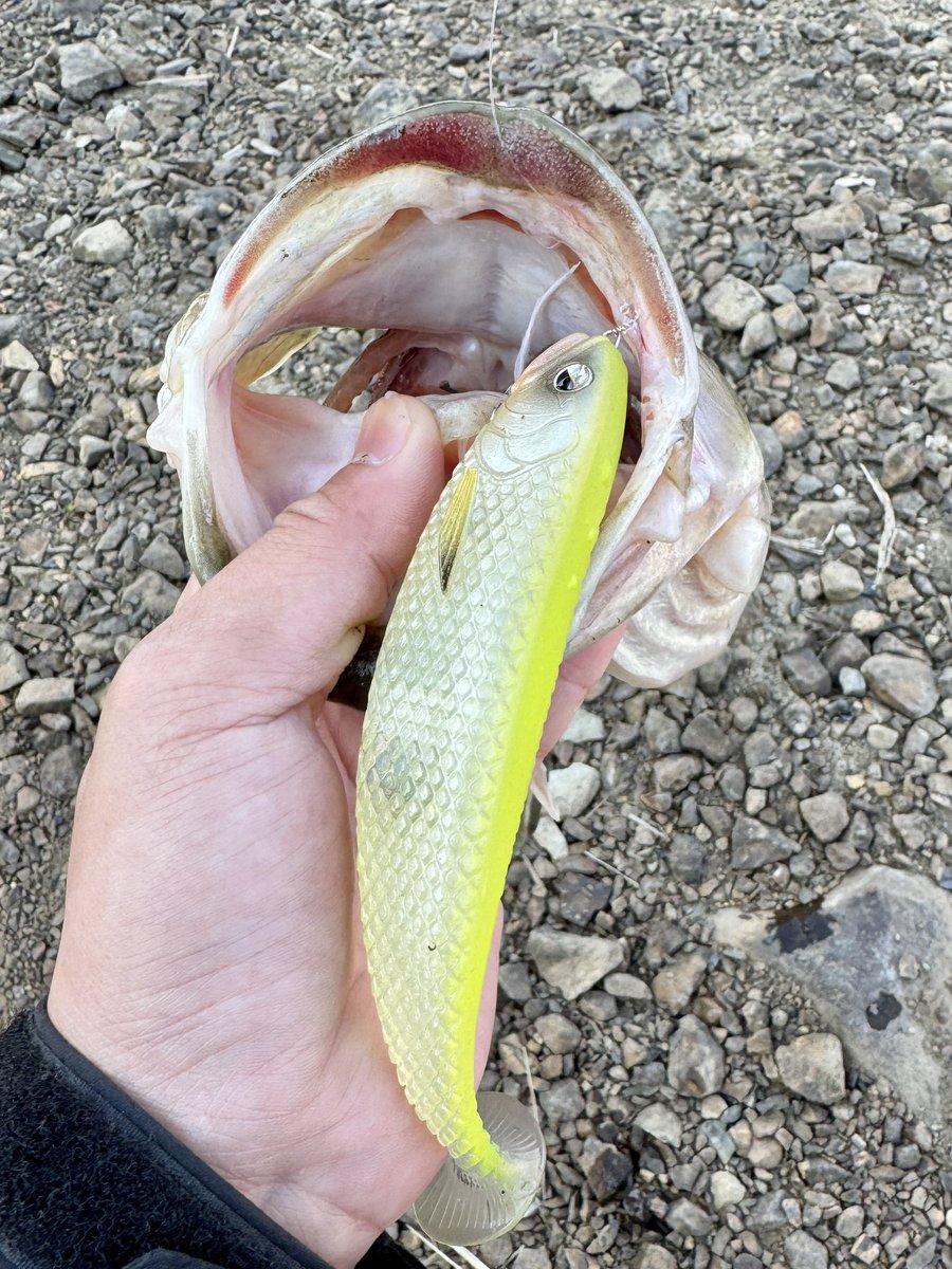 こも@ 𝕍𝔼𝕃𝕍𝔼𝕋𝔼ℝ☺︎︎𝟡𝟡𝟡.𝟡 tweet media