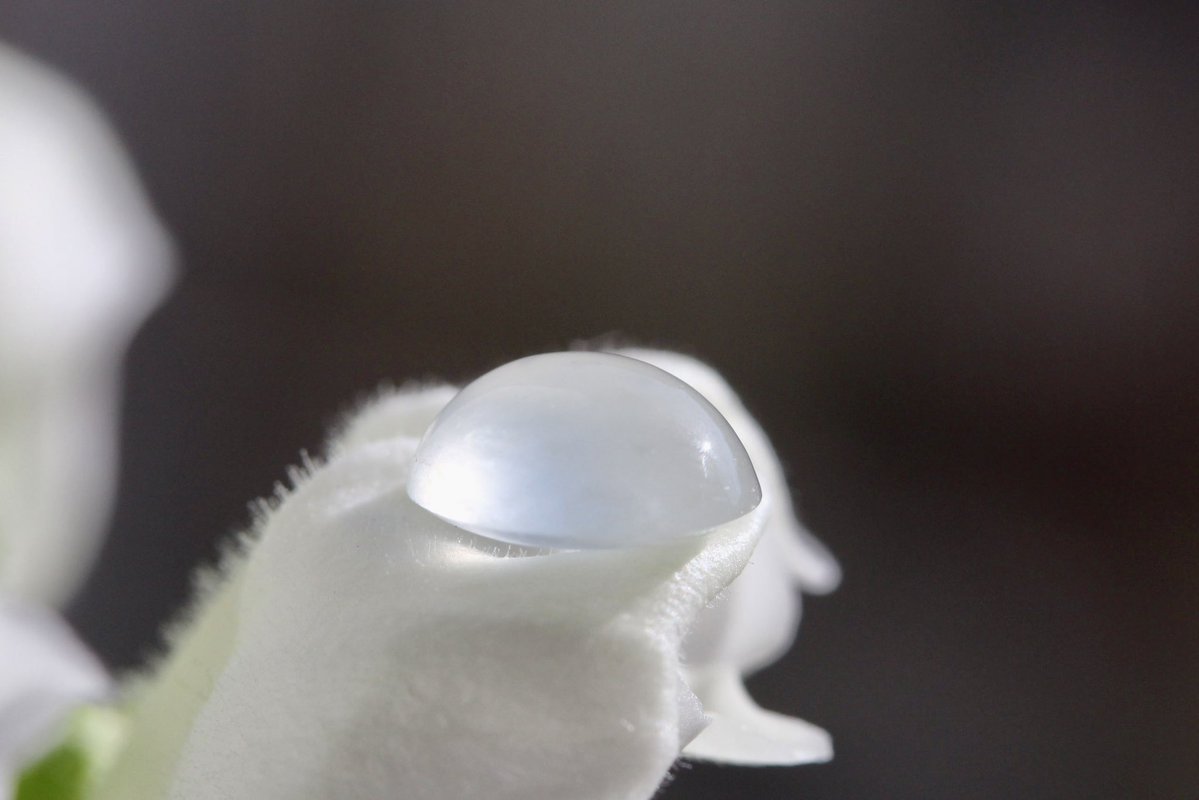 翡翠商のお店 ヤギトレーディング 2026年仙台石フリマ 3月29日（日） 出店✨ tweet media