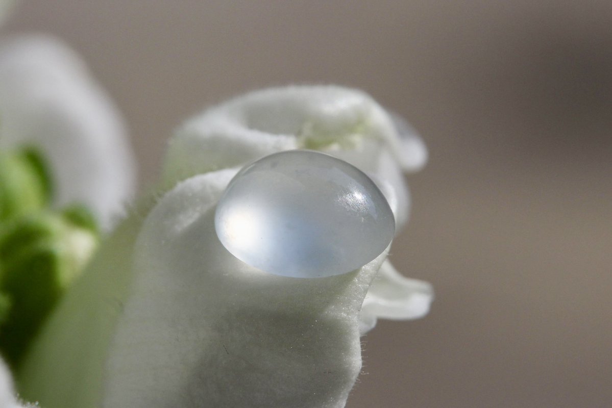 翡翠商のお店 ヤギトレーディング 2026年仙台石フリマ 3月29日（日） 出店✨ tweet media