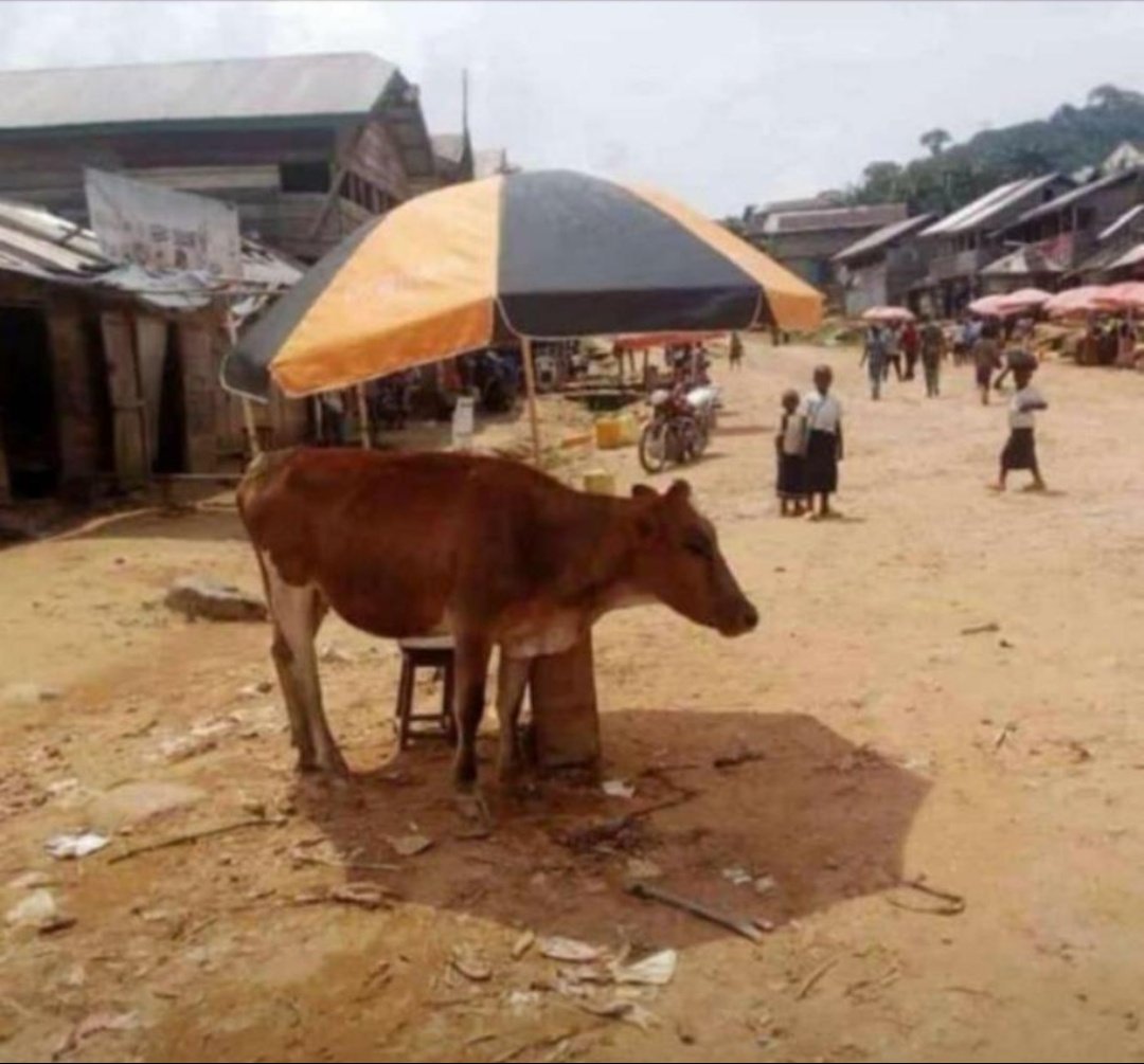 Tonton National du Mali tweet media