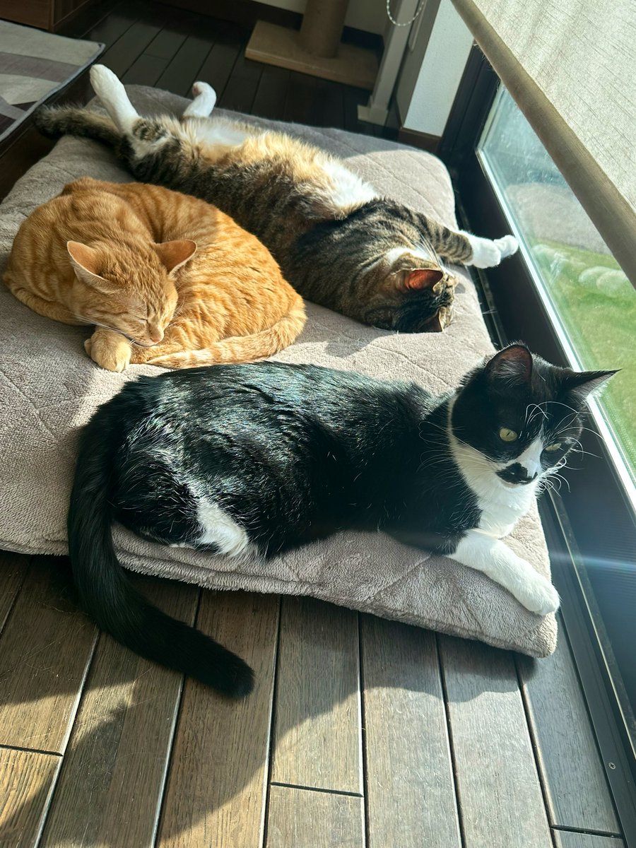 はぎもぎむぎ tweet media