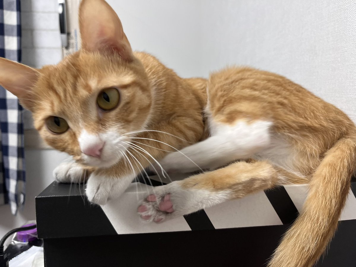 귀여움의 악마 tweet media