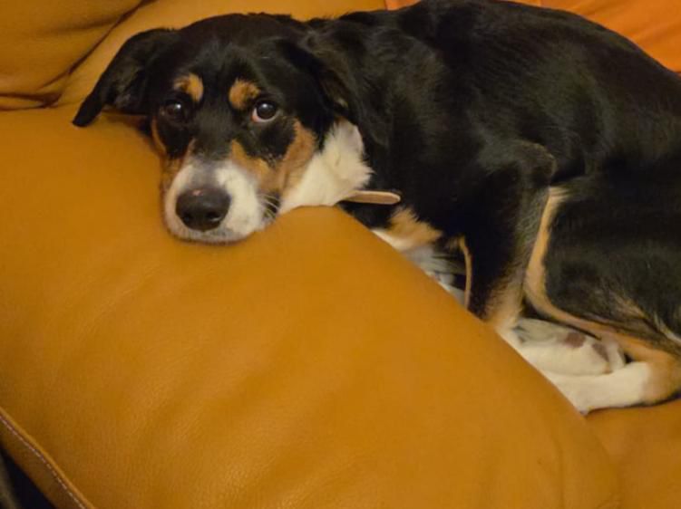 SilviaMylo's tweet photo. Zeus acaba de hacer un añito, es un crucecito de bretón y border collie. Dicen que es tierno y muy bueno pero que tira mucho de la correa y no lo quieren 💔 😢
Pondría muchas cosas sobre el tema, pero viendo a una pobre criatura que cree que está en su casa, que mira con confianza sin saber lo que le están haciendo, prefiero centrarme en que haya un ser humano de verdad que le dé una vida 💔😞😭
Pueblo de Cádiz
618208620