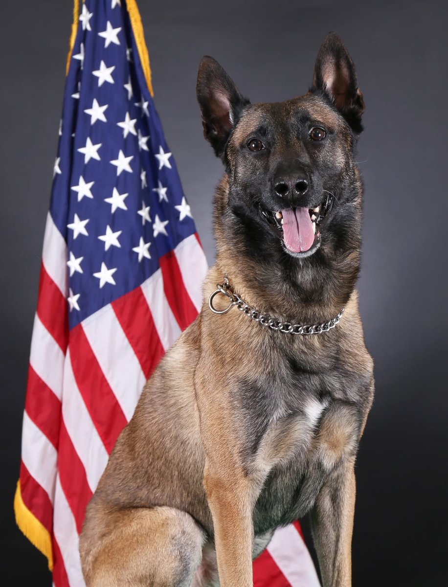 Retired Police Canine Foundation tweet media