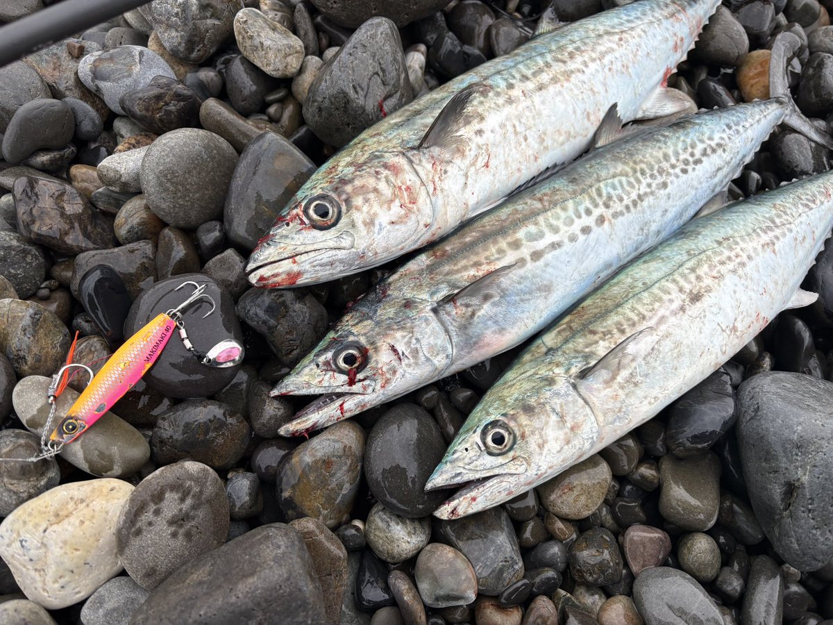 つっちゃん tweet media