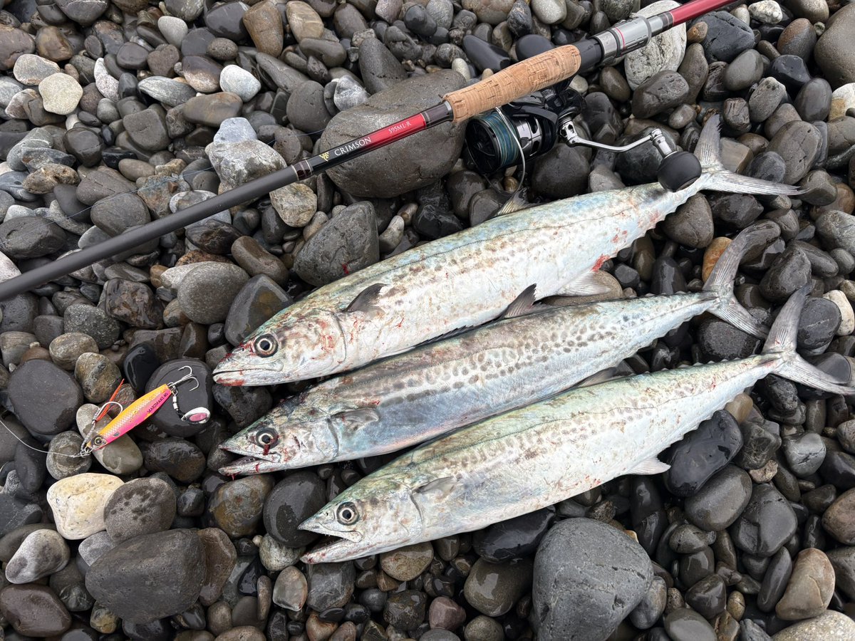 つっちゃん tweet media