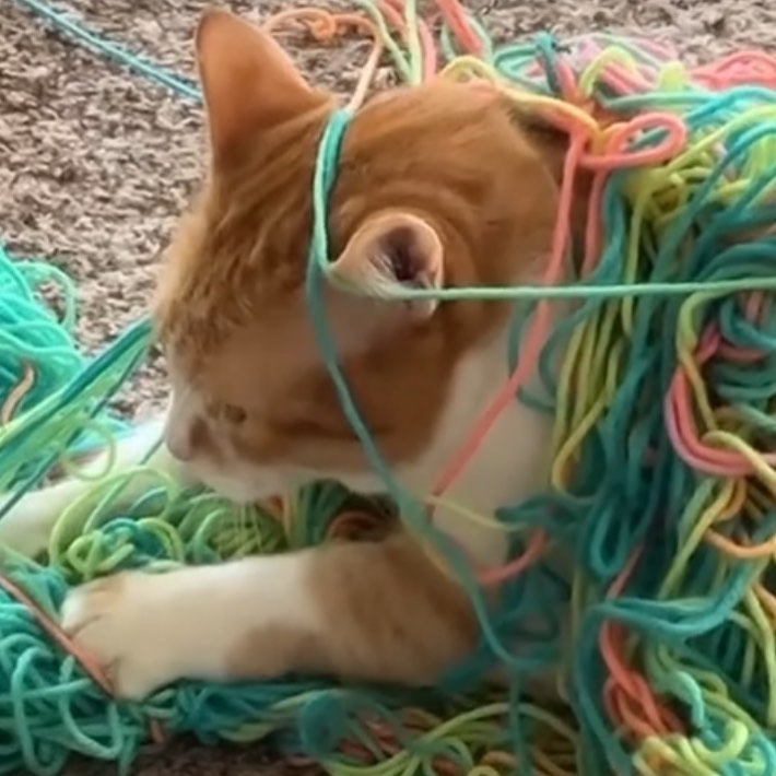 Punch Cat tweet media